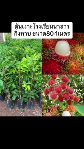 #พันธุ์ไม้ #ต้นไม้ออนไลน์ #ปลูกต้นไม้ 
