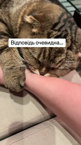 #котиукраїни #котиприколи #гумор #рек 