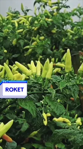CABAI RAWIT ROKET CABE RAWIT ROKET CABAI ROKET CABE ROKET Benih Cabe Rawit Roket Bibit Cabai Unggul 10 Gram Wijitani Kemasan Pabrik Wiji Tani Netto: 10 gr (Kemasan Pabrik) Benih Cabai Rawit ROKET by WIJITANI ini mempunyai : - Panjang buah 4-5cm - Diameter buah 10-15mm - Umur panen 95-100 Hst. - Buah semi tegak menggantung - Cocok untuk dataran rendah-tinggi. Ketika masih muda Buah nya tegak, namun ketika sudah matang buah akan merunduk 😉 • Benih Murni : Min. 95% • Daya Berkecambah : Min. 85% • Kadar Air : Maks. 7% #cabairawit #cabairawitmerah #fyp #cabairawitroket #cabairoket #caberoket #benih #4upage #4upage #4u #pertanian 