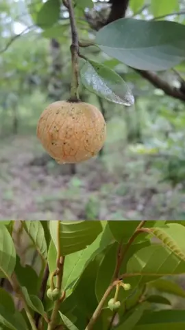 L'Annona senegalensis, également connue sous le nom d'annone sénégalaise, présente plusieurs bienfaits pour la santé. Ses feuilles, ses fruits et ses graines sont utilisés en médecine traditionnelle pour traiter divers maux tels que les troubles gastro-intestinaux, les infections, et comme antipaludéen. Elle est riche en nutriments essentiels comme les vitamines C et A, ainsi qu'en antioxydants qui renforcent le système immunitaire et protègent contre les maladies chroniques. De plus, des études suggèrent un potentiel anticancéreux et anti-inflammatoire de cette plante. #astucesanté #santé #secretsdesplantesbymarce #pourtoi #pommecannelle 