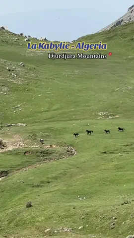 This took our breath away 🥹🐴🗻 #djurdjura #djurdjuramountains #kabylie #kabilia #amazigh #berber #algeria #algerie #algerienne🇩🇿 #horses #wildhorses #mountainhorse #northafrica #riffian #magreb 