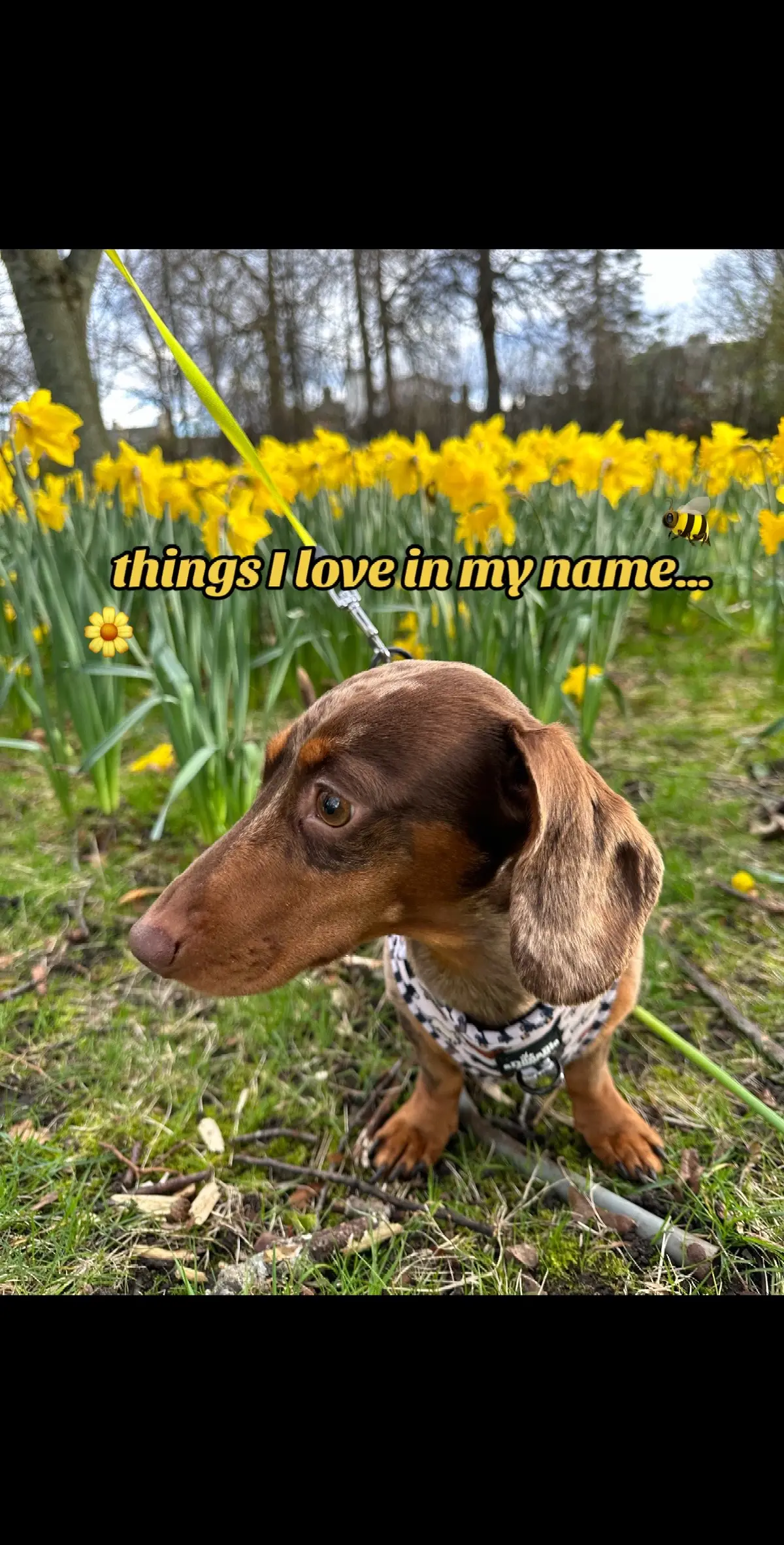 #dachshund #sausagedog #minidachshund #fyp #viral #weinerdog #cutedog #PetsOfTikTok #dappledachshund #dogs #dogtok #Scotland #petsontiktok #trending #uk #doglover #pets #cutedog #trend 