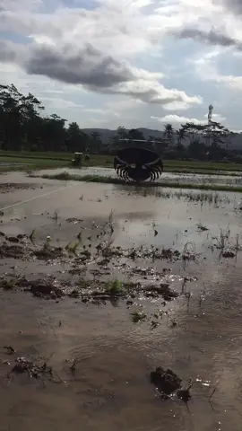 Angin sos#sowanganindonesia #sowanganbanyuwangi #sowanganjember #pelayangpacitan #xycba #fyp #4u #blackspider @Cah Kono @Anang JIBEK 