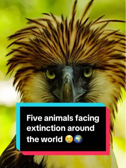 #fyp #animalsoftiktok #extinct #extinction #viral #endangeredspecies #endangered #wildlife #naturevibes #GreatBigStory #nature #earth 