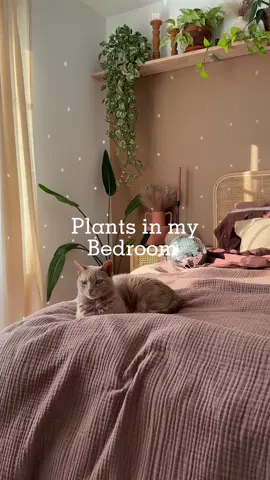 My plants in my bedroom 🪴😍 #plants #homedecor #homedecorlover #plantsoftiktok #plantsmakepeoplehappy #bohodecor 
