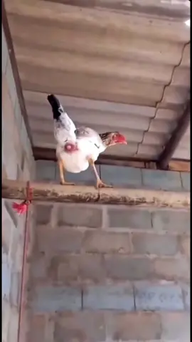 This one did take a few takes 🍳🥚🐥 #fyp #foryou #foryourpage #funny #viralvideo #viral #Meme #MemeCut #kitchensoftiktok #longeaton #eastmidlands #nottingham #appliances #kitchenappliances #chicken #chickenlatingegg #crackedegg #funnymarketing #marketing #funnyad #funnyadvert 