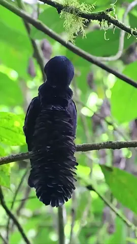 Rare Long-wattled Umbrellabird😍 #birds #birdtok #rarebirds #wildlife #jungle