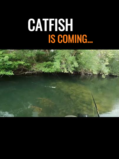 CATFISH IS COMING... #fypシ゚ #silure #silureglane #catfish #viral #pourtoi #fish #tiktok #fishing #pêche #wildlife #wow #wtf #whopperplopper