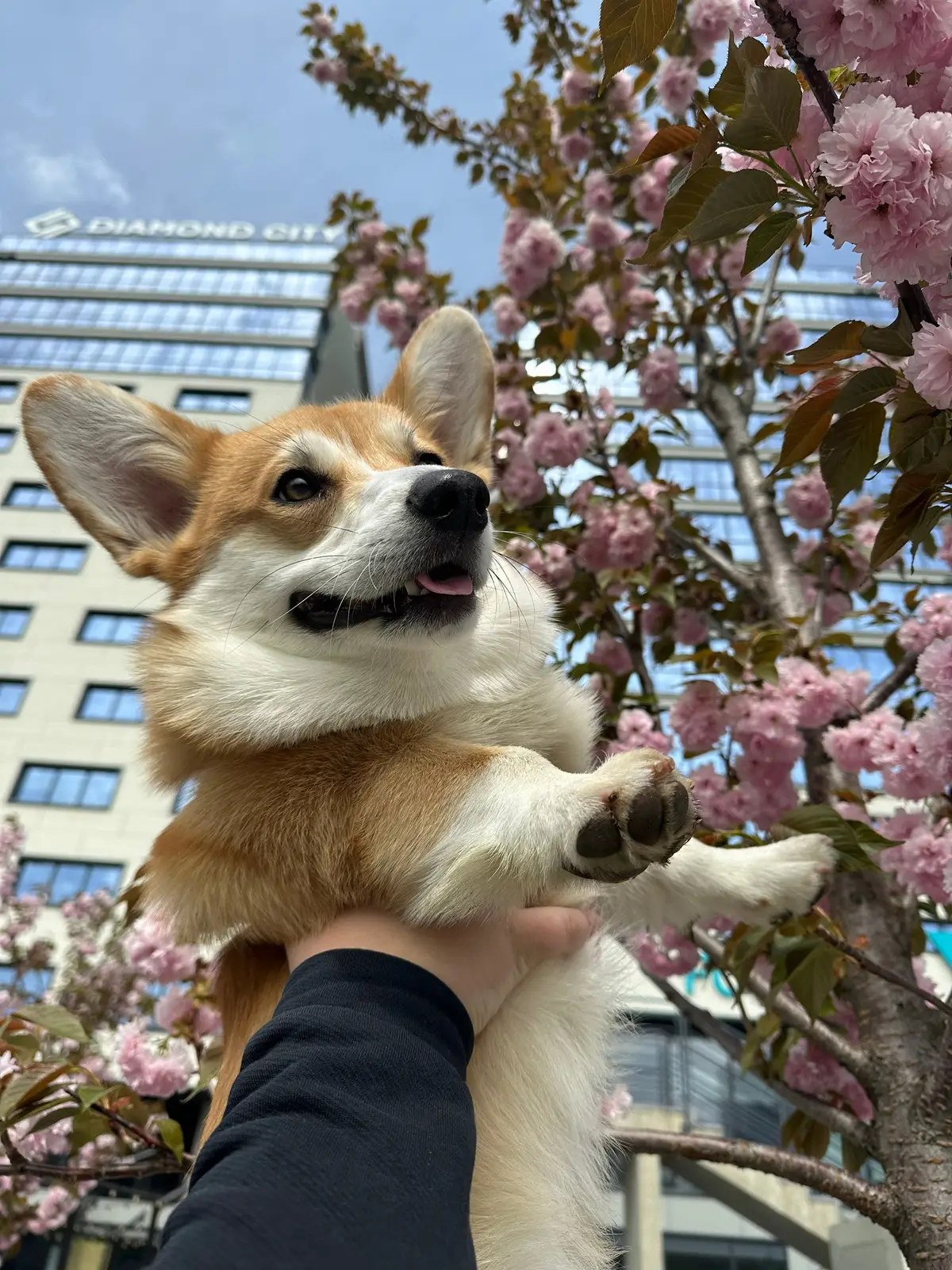 🥖🌸#corgi #corgipuppy #lovecorgi #dog #animals #fyp #cute #recomendation #humor #коргіукраїна #коргі #коржик #рекомендації 