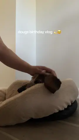 happy 17th birthday dougie 💐 love you forever #dogbirthday #dogbirthdayparty #dogvlog #seniordogs #seniordogsoftiktok 