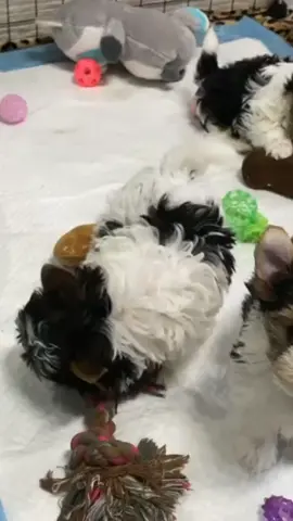 ✉️ marieyorkie0@gmail.com  beautiful family fucus on mini  healthy Yorkies puppies for you. please share and follow for daily updates  #yorkie #yorkiesoftiktok #yorkiemom #yorkies #yorkielover #yorkiepuppy #yorkielife #yorkiepoo #yorkielovers #yorkielove #miniyorkie #miniyorkies #miniyorkiesofinstagram #miniyorkiepoo #miniyorkiegirl #miniyorkiesoftiktok #miniyorkiecors #miniyorkieboy #miniyorkiebreeder #toyyorkiepoo #toyyorkiesoftiktok #toyyorkiesofinstagram #toyyorkiebaby #toyyorkies #toyyorkieshireterrier #toyyorkiepuppy #toyyorkielife #teacupyorkiepuppies #teacupyorkiesforsale #teacupyorkiesoftiktok #teacupyorkiepoodle #teacupyorkiepoo #teacupyorkiepuppy #teacupyorkiesofinstagram #teacupyorkiepuppiesforsal #teacupyorkiepuppiesfors #teacupyorkiepuppyforsale #yorkieforrehoming #yorkieforsaleph #yorkieforever #yorkieforadoption #yorkieforlife #yorkieforsaleingeorgia #yorkieforyou #yorkieforadopt #yorkiefortiktok #teacupdogs #teacupdog #teacupyorkie #teacuppuppy #teacups #yorkipoosofinstagram #yorkipoos #yorkiepoodle #yorkieshireterrier #yorkieshitzu #yorkieshireterr #yorkieshirelove #yorkieshireterrierpuppy #yorkieshire #blackyorkie #yorkiepooforsale #yorkiepuppiesforsaleintexas #yorkiepuppiesforsaleingeorgia #yorkiepuppiesforsalecalifornia #yorkiepuppiesforsaleinpa #yorkiepuppieschicago #yorkiepuppiesforsalelasvegas #yorkiepuppiesforadoptioninalabama #yorkiepuppiesforadoption #yorkiepuppiesforsalenewyork #yorkieusa #yorkieforsalemaryland #yorkieforsaleatlanta #yorkieforsaleflorida #yorkieforsaleincalifornia #yorkieforsalega #yorkieforsalenj #fyp #viralvideo #tiktok #dogsoftiktok #dogs #dogsvideo #dogsoftiktokviral #dogsofinstagram #puppiesforsaleusa #puppiesforsaleintexas #puppiesforsalecalifornia #puppiesforadoption #puppiesforsaleutah #puppiesforall #puppiesforsaleinillinois #puppiesforsaleingeorgia #loveyou #traveltiktok #teacuppuppiesforadoption #teacuppuppiesforsale82 #teacuppuppies #teacuppuppyplanet #dailyvlog #duckytheyorkie #yorkiepom #yorkiepuppyforsale #yorkieforadopt #merleyorkie #merleyorkies #merleyorkiesforsaleinnewengland #merleyorkiesforsale #forsalenow #forsale  #partiyorkie #partiyorkiesoftiktok #partiyorkiesofinstagram #partiyorkieadventures #partiyorkieluv #partiyorkies #partiyorkie♥️♥️ #partiyorkiemom #partiyorkiesforsale #partiyorkiepuppy #blackyorkie #blackyorkiepoo #duckytheyorkie #biewerterrier #bieweryorkie #bieweryorkshireterrier #biewersforsale #biewers #biewerpuppy #bieweryorkshire #biewergirl #biewerterrier💗💗💗 #biewerterrier #dorkie #dorkiedog #dorkieyorkie #dorkie #redyorkiepoo #jacksontheyorkie #tuckerthepartiyorkie #chocolateyorkie #chocolateyfamily #yorkie2023 #yorkie2021 #yorkie2022 #yorkiesoftiktok #toypoodlesoftiktok #toypoodlepuppy #toypoodle #mixyorkie #onthisday #rushtok #morkie #morkiesoftiktok #morkiepuppy #morkies #morkiemommy #morkiepoo #morkiepuppies #morkiemom #morkielove #morkiesquad #salestips #sale #yearontiktok #yorki #yorkiepooforsale        