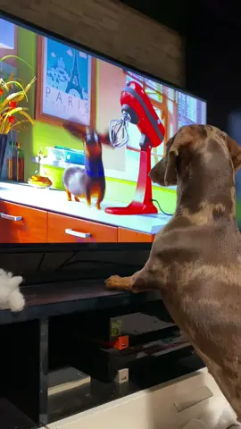 SOS il y a un copain coincé dans la télé 😨😨🐶 #teckel #teckelpuppy #dachshund #dachshunds #dachsundsoftiktok #avril #dog #dogoftiktok #cute #dogmom #verycute #Love #dachshund #france #frenchdog #commedesbetes #thesecretlifeofpets #tvdog #dogtv #tvdogs #funnydachsund #fun #funny 