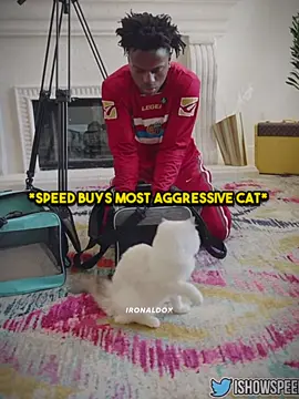 Speed buys most aggressive cat😳🔥 #ishowspeed #cat #aggressive #dog #pet #wholesome 