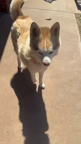 🐕  #angrydog #dogsoftiktok #doglover #husky #funny 
