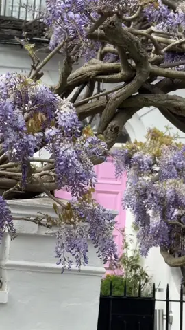#CapCut #wisteria #london #kensington 