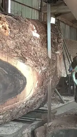 Cutting a a 150 year old tree
