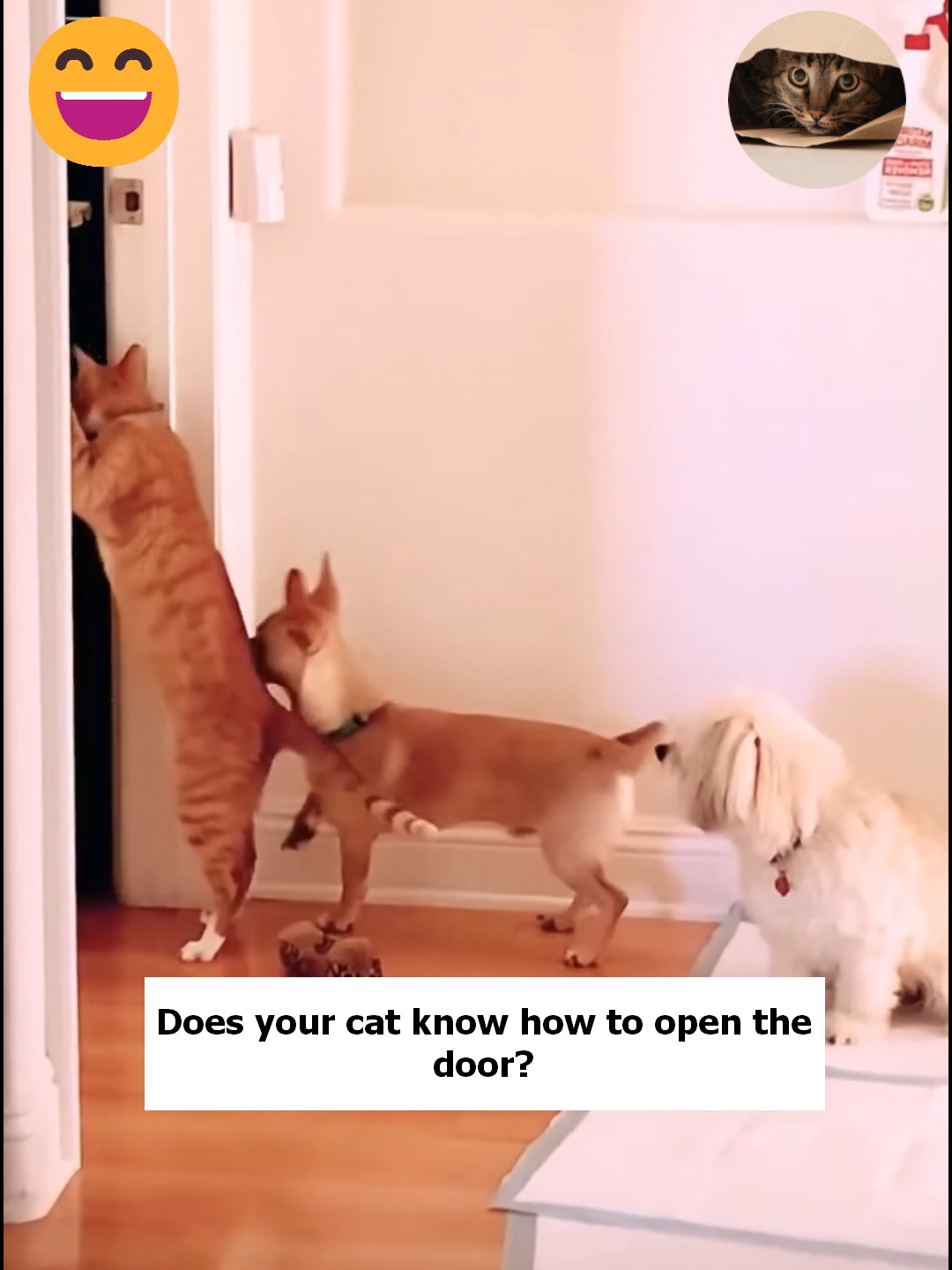 Ninja Cats #ninjacat #catopensdoor #funnycatvideo #catvideo #catpet #cat #fyp #fypシ゚viral #foryou #catlover #catpet #fup