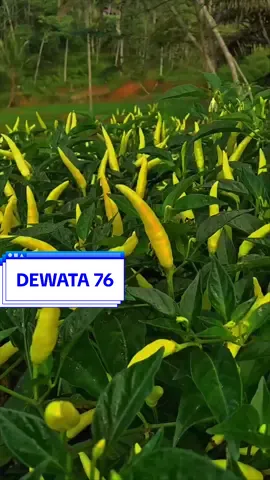 CABAI RAWIT DEWATA 76 CABE RAWIT DEWATA 76 CABAI DEWATA 76 CABE DEWATA 76 Cabe Dewata 76 F1 salah satu benih cabe rawit hibrida yang merupakan varian baru dari Dewata F1. Cabe dewata 76 termasuk benih cabe unggul yang cocok dibudidayakan di dataran rendah hingga tinggi. Lebih tahan penyakit PCR dan BWR dibandingkan dengan Dewata lainnya. Ukuran buah yang dihasilkannya lebih panjang dengan bobot yang lebih berat 2,5-3 gr/buah.  Mampu menghasilkan buah yang lebat berwarna putih kekuningan dan berwarna merah terang setelah buah matang. Buah dapat dipanen sekitar 70-75 HST dengan potensi hasil mencapai 12 hingga 15 ton/ha. #cabairawit #cabairawitmerah #fyp  #cabairawitroket #cabairoket #caberawitori212 #cabairawitkaliber #caberoket #benih  #4upage #4upage #4u #pertanian 