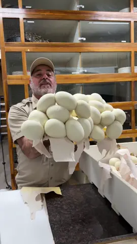 30 POUNDS OF EASTER EGGS!😳 Looks like the Easter Bunny decided to leave some eggs for us😅 Just kidding obviously these are this beautiful Momma Pythons egg and wow are these heavy🤯 This clutch is very healthy and we can’t wait to see all the baby snakes hatch🙌 • • • • #beautiful #giant #momma #python #snake #cool #video #moments #wild #wildlife #rare #big #clutch #snakes #eggs #easter #fun #funny #life #baby #snakes #style #wow #tik #tok #tiktok #tiktokanimals #awesome 