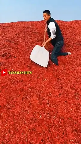 Panen cabai sampai bergunung gunung #fyp #trending #viral #reels #shorts #fruit #berkebun #gardening #agriculture #buahbuahan #fruits #farming #fypシ 