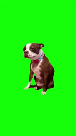 Crying dog meme green screen #dog #dogs #meme Hahah yup girl meme green screen template #meme #memes #greenscreen #cinematic #graduation #espresso #discord