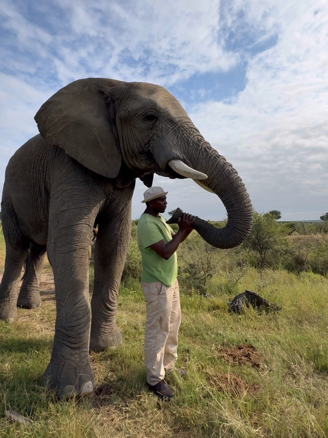 Trunk greetings with Jabulani, Reply and Tichaona 💚 Did you know that carers gently blow into their trunks so the elephants can identify them by scent, as they do with members of the elephant herd 🐘 #everyelephantneedsaherd #herdelephants #herdsouthafrica #elephantherd #elephants