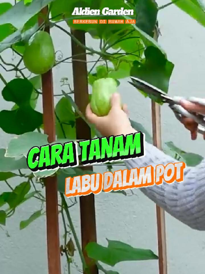 Mudah, bisa dipraktekkan di rumah. Yuk #berkebundirumahaja #petanimuda #petaniindonesia🇮🇩🇮🇩🇮🇩🌿🌿