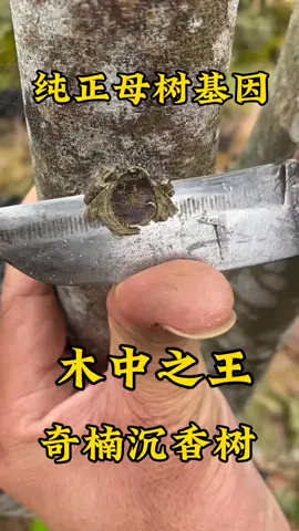 香中之王 奇楠沉香，可以自然结香 #Agarwood #Agarwoodtree #AgarwoodChina #Agarwoodresin #Kynam #Kynamtree #KynamAgarwood #Kynamresin #Qinan #Chenxiang #QinanChenxiang  #agarwoodoil #沈香 #沈香樹 #種植沈香 #奇楠 #棋楠 #奇楠樹 #奇楠沈香 #棋楠沈香 #種植奇楠沈香 #綠奇楠 #中國沈香 #中國奇楠  #奇楠沉香 #三农种植  #沉香文化 #助农三农 #三农种植 #知识分享#海南沉香 #三农 #沉香文化 #小本创业 #种植 #沉香 #优质种苗 #创业项目 #珍稀的奇楠香 #农业技术 #农业种植 #创业之路 #我的乡村生活#一带一路#乡村振兴 