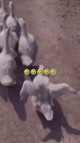 #skinnyman #yaakivi #rapsodi #ghanatiktok🇬🇭 #fypシ゚viral #funnyvideos @Skinnymanskinnyman 