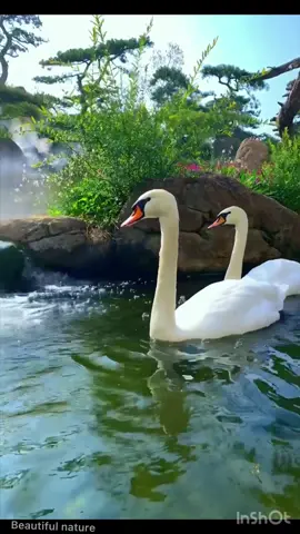 Beautiful swan swims freely on the water