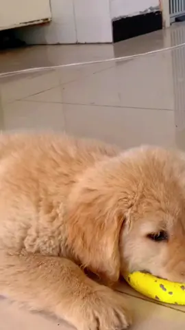 #dog #goldenretriever #funny #puppy 