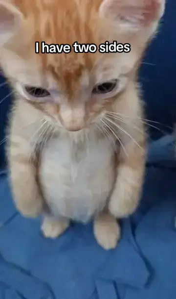 related?lahat naman siguro naka relate nito? #ihavetwoside #catmeme #doglover #memestiktok #funny #funnyvideos #hannah #cat #fyp 