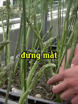 Trồng măng tây tại nhà cực kỳ đơn giản#trongrautainha #meotrongrau #hatgiong #hatgiongmattroi #meovat #mangtay 