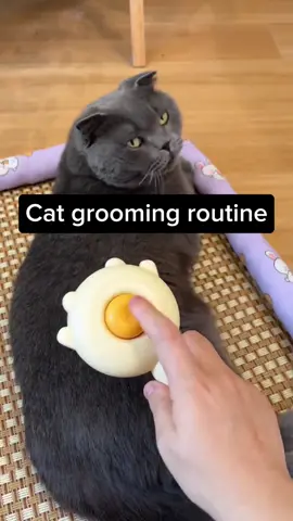#cat #catsoftiktok #cute #pet