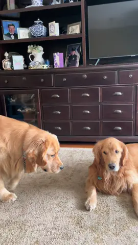 The joy of siblings 🙄😈 #stepbrothers #staredown #goldenretriever #dogs #funnydogvideos 