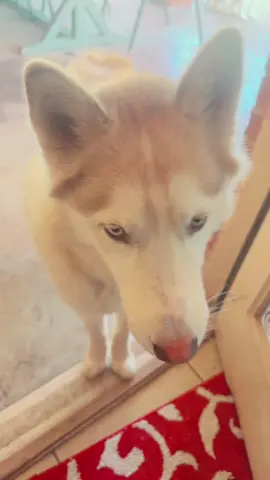 Husky head tilt  #dogsoftiktok #husky #fypシ゚viral 