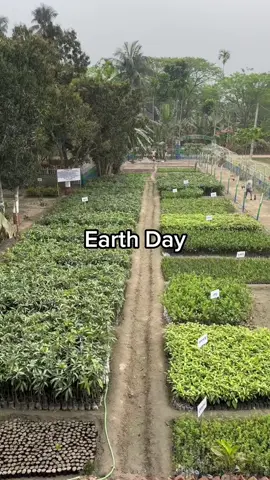 every day is Earth Day 💚🌳🐝🌏 #ecosia #earthday #earthdayeveryday #earthday2024 #beforeafter #regreening 