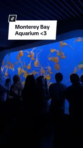 #bayarea #monterey #carmel #montereybayaquarium #aquarium #sealife #openocean @MontereyBayAquarium 