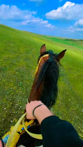 النفوس القوية.. لا تعرف اليأس🫀🐎#خيل_وخياله🐎#خيل_حصان_فرس_مهره_خيول_امهار_العاديات #خيل #الفارس  #بشير 