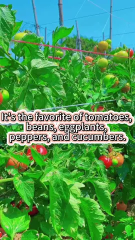 What do tomato, beans, eggplants, peppers and cucumber plants like? #garden #gardening101 #gardening #planting #tomato #beans #eggplant #pepper #cucumber #veggies