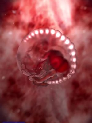 Fetus Circulatory System #fetus #pregnancy #cutebaby #foryou #medicalvideos #animation #medical #tiktok_collaboration