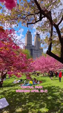♥️🌸🌷✨  #nyc #newyork #centralpark #centralparknyc #usa🇺🇸 #dreamland #chicago #usa #foryoupage #foryourpage #foryou #usa_tiktok , best place to visit in new york, central park new york city 