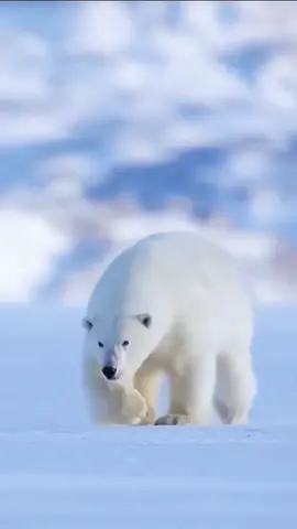 The polar bear is one of the largest animals in nature that can live in places with the lowest temperatures on Earth.  Contrary to what many think, the polar bear's fur is not white, the fur is free of pigment, the white appearance is due to the reflection of light.  Its skin is black and thick.  To protect themselves from low temperatures, bears rely on an insulating layer of fat (11 cm thick. Although it is related to the brown bear, this species evolved to occupy a narrow ecological niche, with many morphological characteristics adapted to low temperatures temperatures, to move over snow, ice and water, and to hunt seals, which comprise the largest portion of their diet. . The species is classified as 