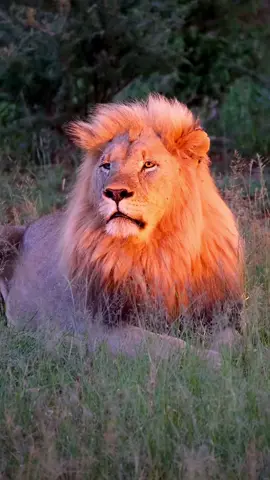 Mahiwa King Blondie dripping in sunlight 😍 He is one of the most beautiful wild lions I have ever seen. Completely enamored by this King's beauty 🥰. Wishing him a long & healthy life in the wild.  #liontiktok #liontok #bigcats #bigcat #lionlovers #lions #lion #lionlover #africa #animalsoftiktok #wildlife #nature #fyp #foryou #animals #lovelions 