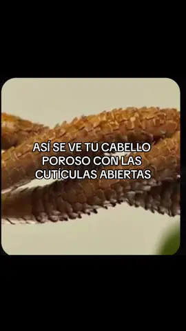 ✨ Las cutículas del cabello pueden abrirse debido a varios factores, como el uso frecuente de herramientas de calor, productos químicos agresivos, exposición al sol, y el uso de champús con un pH alto. Esto puede conducir a la pérdida de humedad y proteínas, dejando el cabello áspero y propenso a daños. 📌PRIMERO GUARDA ESTE VIDEO PARA DESPUES PARA QUE NO SE TE PIERDA🥰   ✨Para sellar las cutículas del cabello, puedes seguir estos pasos: 1. Hazte PRE SHAMPOO 20 minutos antes de lavarte el cabello. Usa champús y acondicionadores diseñados para cabello dañado o con la capacidad de sellar las cutículas. (Comenta aqui “ingredientes” para hacer un video donde te  doy los ingredientes que debe tener tus productos  segun la necesidad de tu cabello) 2.Usa una mascarilla hidratante una vez por semana para ayudar a suavizar y sellar las cutículas.💧 3. Evita el uso excesivo de herramientas de calor y protege tu cabello con productos térmicos antes de usar planchas o rizadores. 4. Enjuaga el cabello con agua fría al final de tu ducha para cerrar las cutículas y retener la humedad. 5. Considera tratamientos  profesionales como keratina hidrolizada (es la proteína principal del cabello) para restaurar y mantener la salud capilar. 6. No lo dejes secar al natural acelera su proceso de secado con el secador a temperarura media o FRIA (utiliza siempre termoprotector antes) (utiliza serum de puntas cuando este seco tu cabello.  #cabello #terapiacapilar #porosidaddecabello #alisados #saludcapilar 