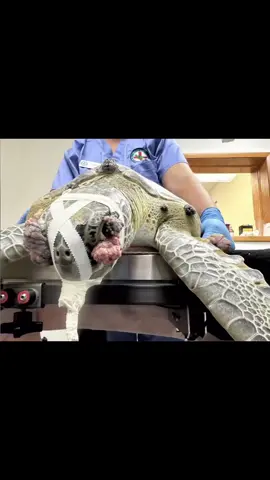 So much to celebrate for Earth Day!  Amazing transformations…Pretty Girl and Sherry, two juvenile green sea turtles rehabilitated at The Turtle Hospital returned to their ocean home today in the Florida Keys 🌎🐢🐢🌊🥰!! Sherry was treated for fishing line entanglement and fibropapillomatosis and Pretty Girl was treated for fibropapillomatosis.  Treatment for both turtles included tumor removal surgeries, broad spectrum antibiotics, fluids, vitamins, and a healthy diet of greens and mixed seafood.  Tumor removal barnacle removal #rescuerehabrelease #seaturtlerescue #connectandprotect #compassioniscontagious #masterminds #greenseaturtle #amazingtransformation #earthday #floridakeys @turtlebette @Taylor Swift #fy 