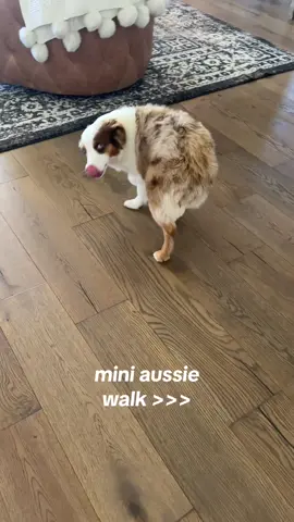 just happy to be here #miniaussie #aussietok #aussie 
