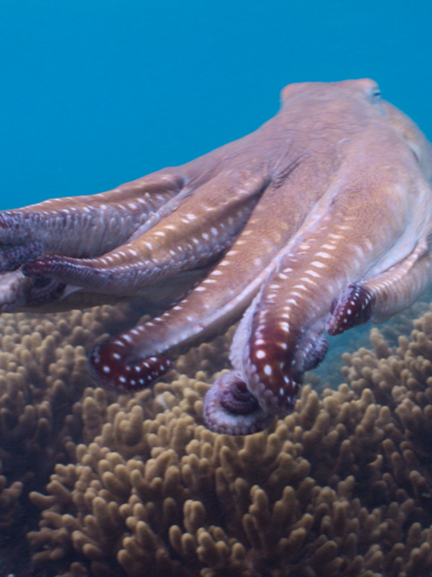 Los 🐙 son su mejor disfraz. #ElSecretoDeLosPulpos #DisneyPlus #pulpos #diadelatierra #oceano #animales #natgeo #paulrudd #clip #documenta