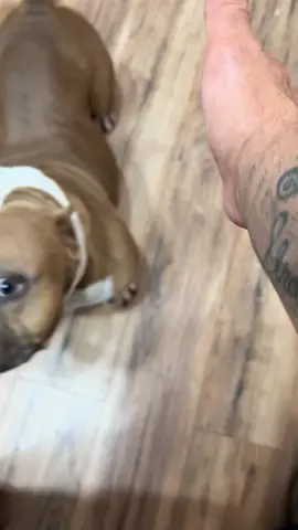 #extreme #exotic #americanbullys #americanbullyx| #king #kong #MajesticBully #son #americanbully #kingkong #midwestkustomsinc #ronaldmcdonaldhousecharities #hustling #hustler #producer #collab #gym #Fitness #FitTok #motivation #inspiration #mystory #overcome #life