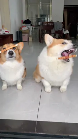 #dog #corgi 